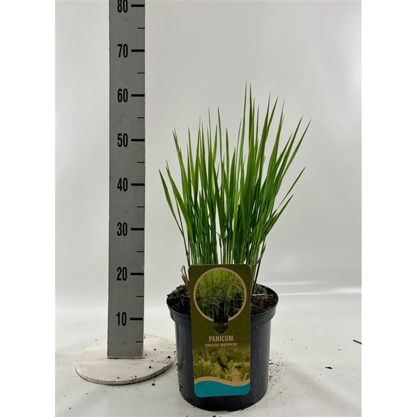 Präriestarr – Panicum virgatum 'Northwind' - C5